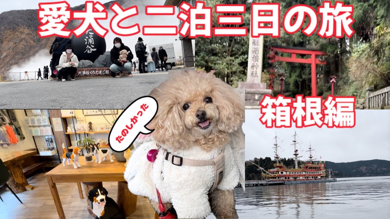 【犬と旅行】箱根で愛犬と入れる最高のお店をみつけました！！大涌谷から芦ノ湖まで行くよ【トイプードル】