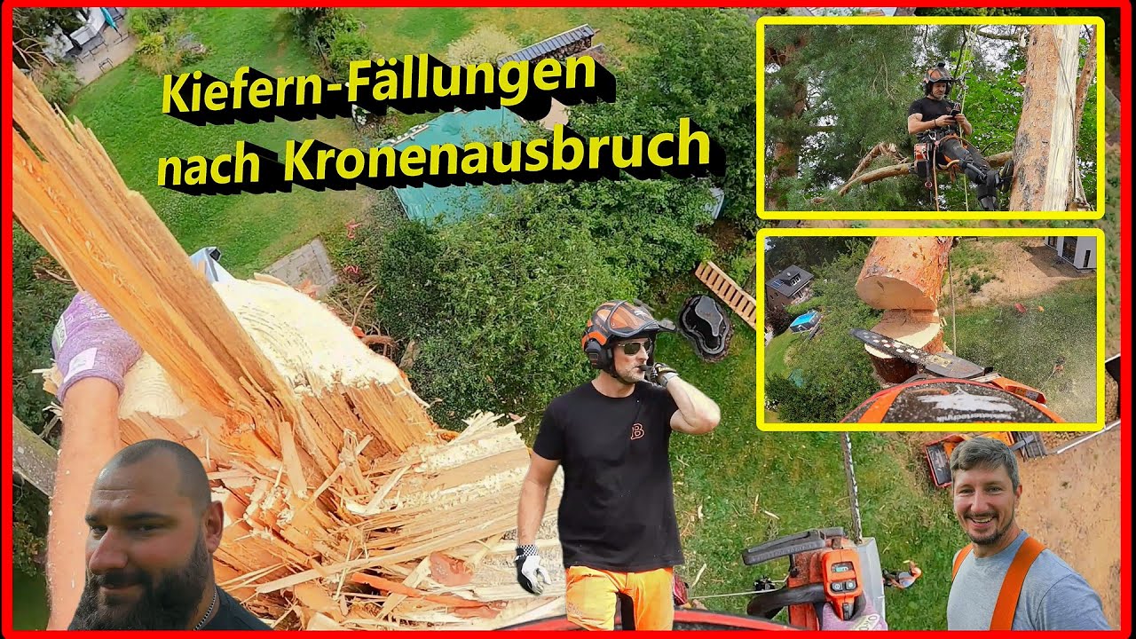 🌳 F&auml;llung nach Kronenausbruch 🌳 Bades Baumdienst 🪚
