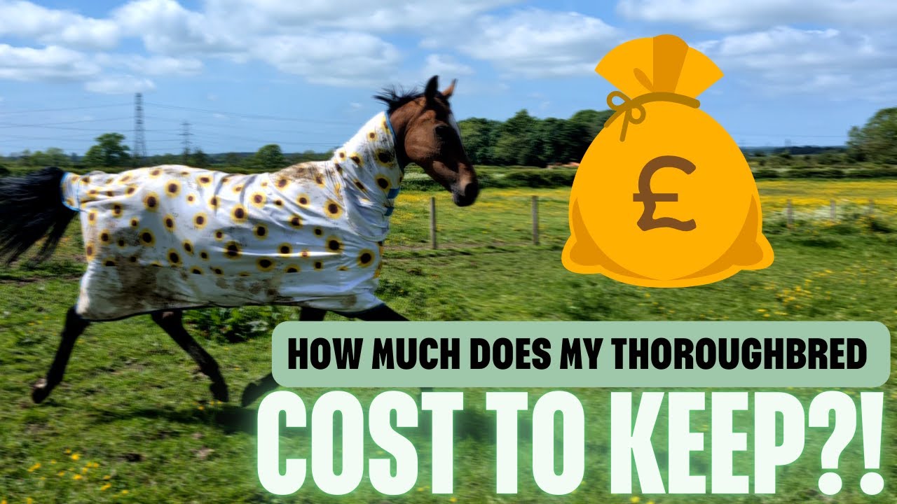 How much does my Thoroughbred horse cost  to keep?! 2024 || @melissa.emma.equestrian