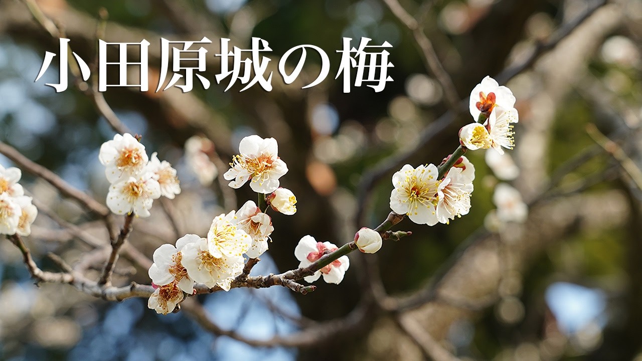 小田原城の梅