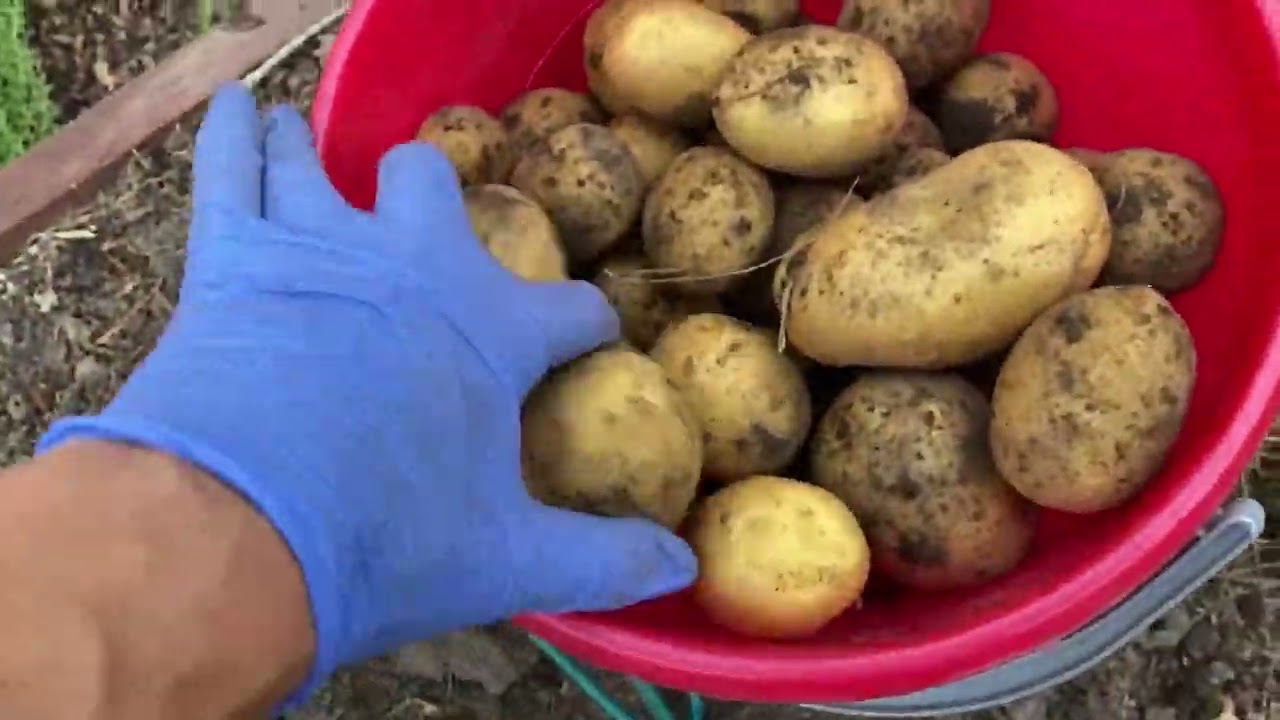 Картофель. Ведро с куста 😂💪