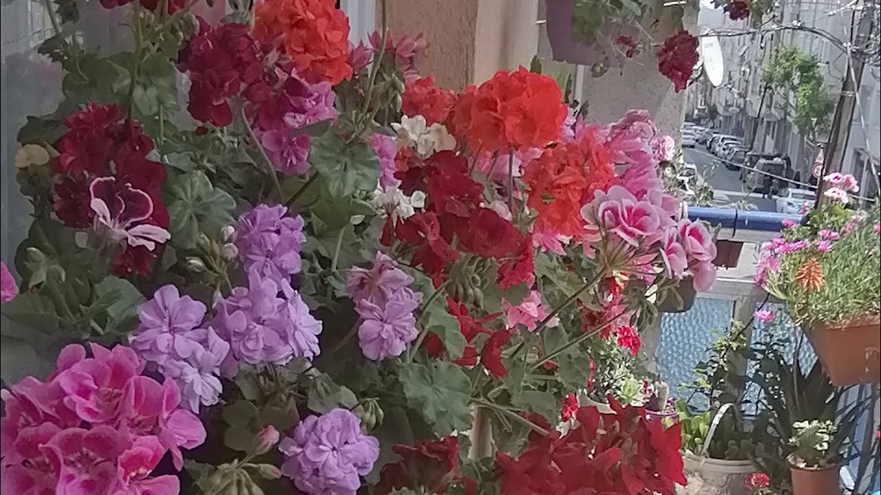 ŞAHANE BALKON ÇİÇEKLERİM SARSUNYA VE Atlas çiçeği çiçek bakımı sardunya ve çiçekler nasıl coşar