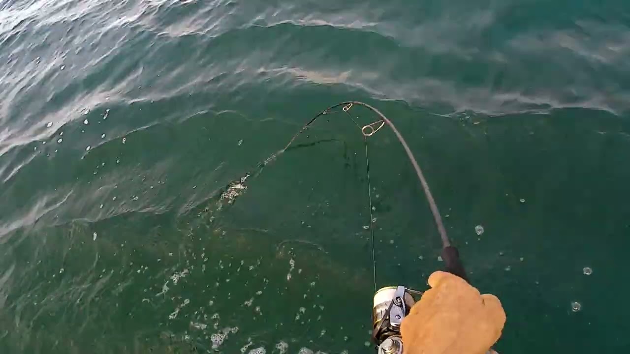 rat kingfish port lincoln