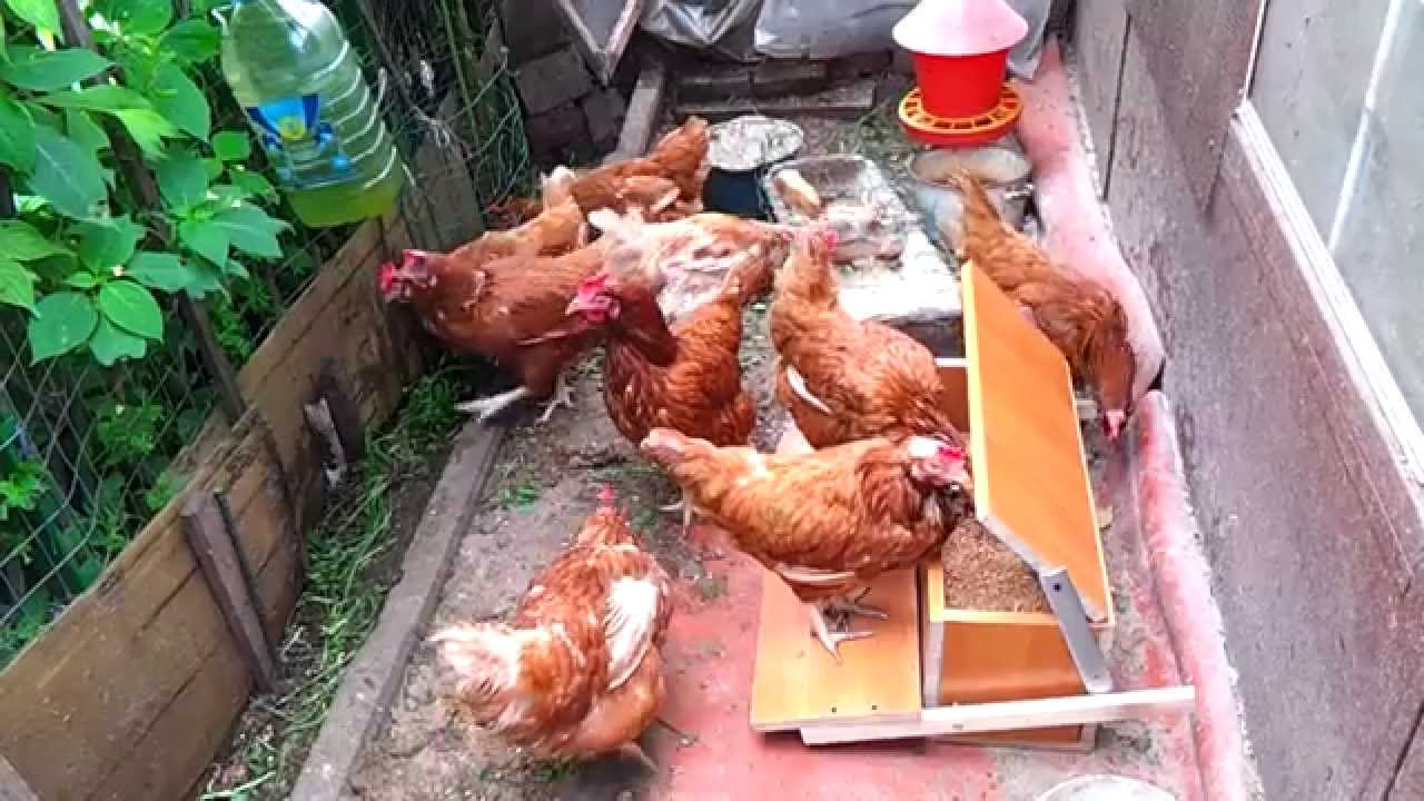 Best chicken feeder