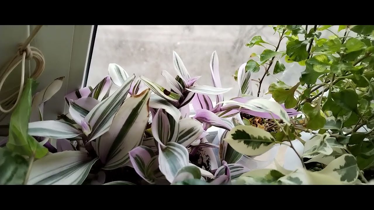 Обзор моих растений. Часть 1. Балкон. 