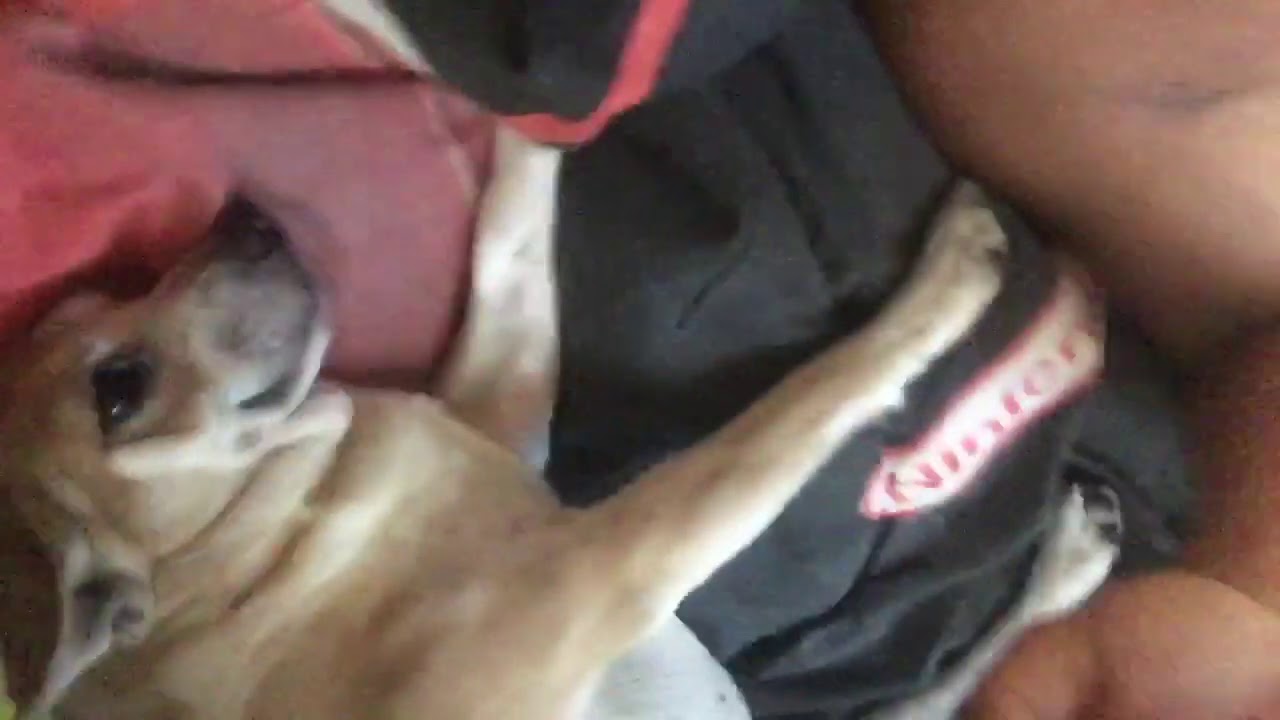 Morning Cuddle with my Dog, Bingo
