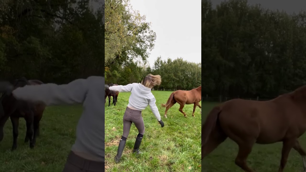 Mein Ratschlag f&uuml;r alle Reiter und Pferdebesitzer, denen es gerade nicht so gut geht 🤭🐴😅