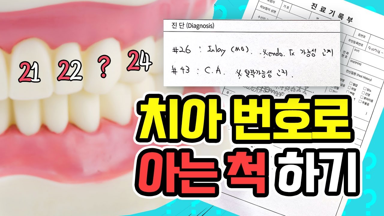 치아는 20개인데 75번 치아는 뭐야?! | 치아번호로 내 치아 위치 알아보기