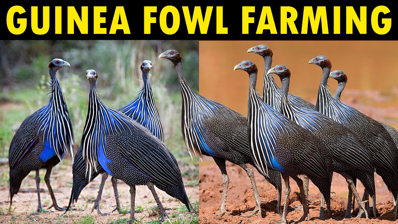 Guinea Fowl Farming - Business Starting Plan For Beginners | Raising Guinea Fowl