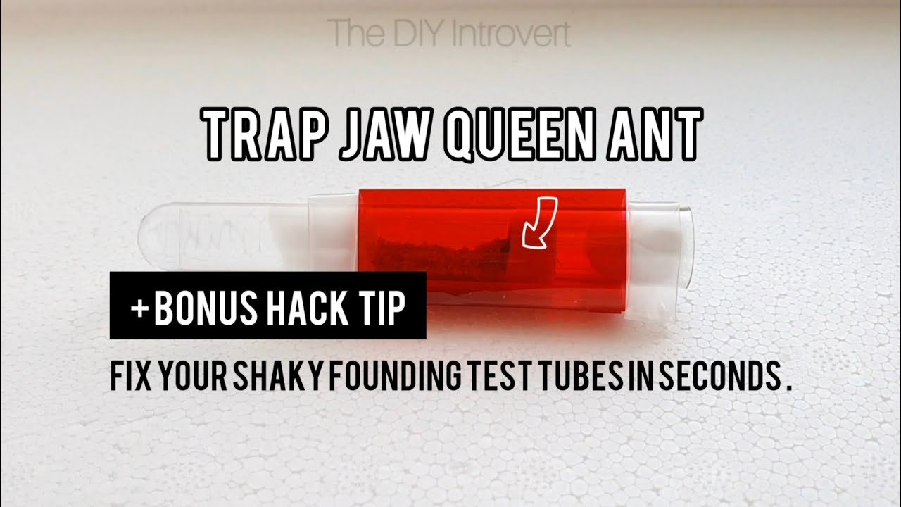 Best bamboo test tube alternative? | Queen Ant | BONUS⚠️ Fix shaky test tubes in seconds | ANTS DIY