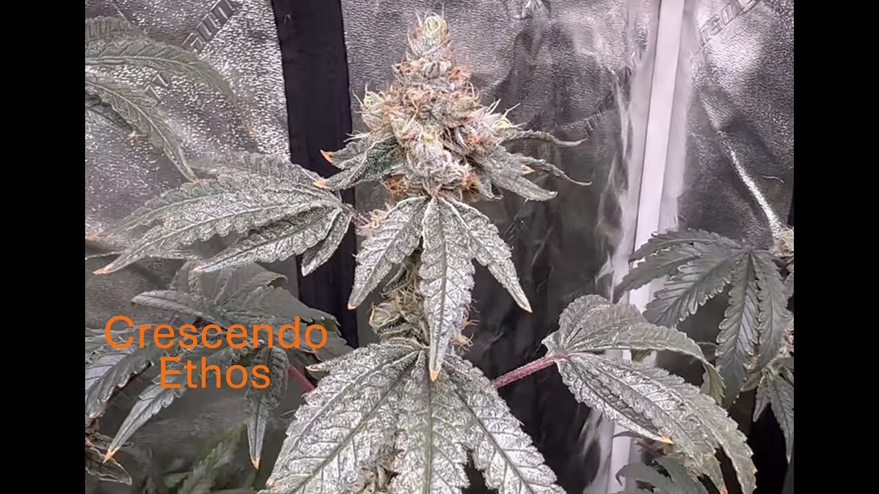Seed To Harvest Timelapse Crescendo