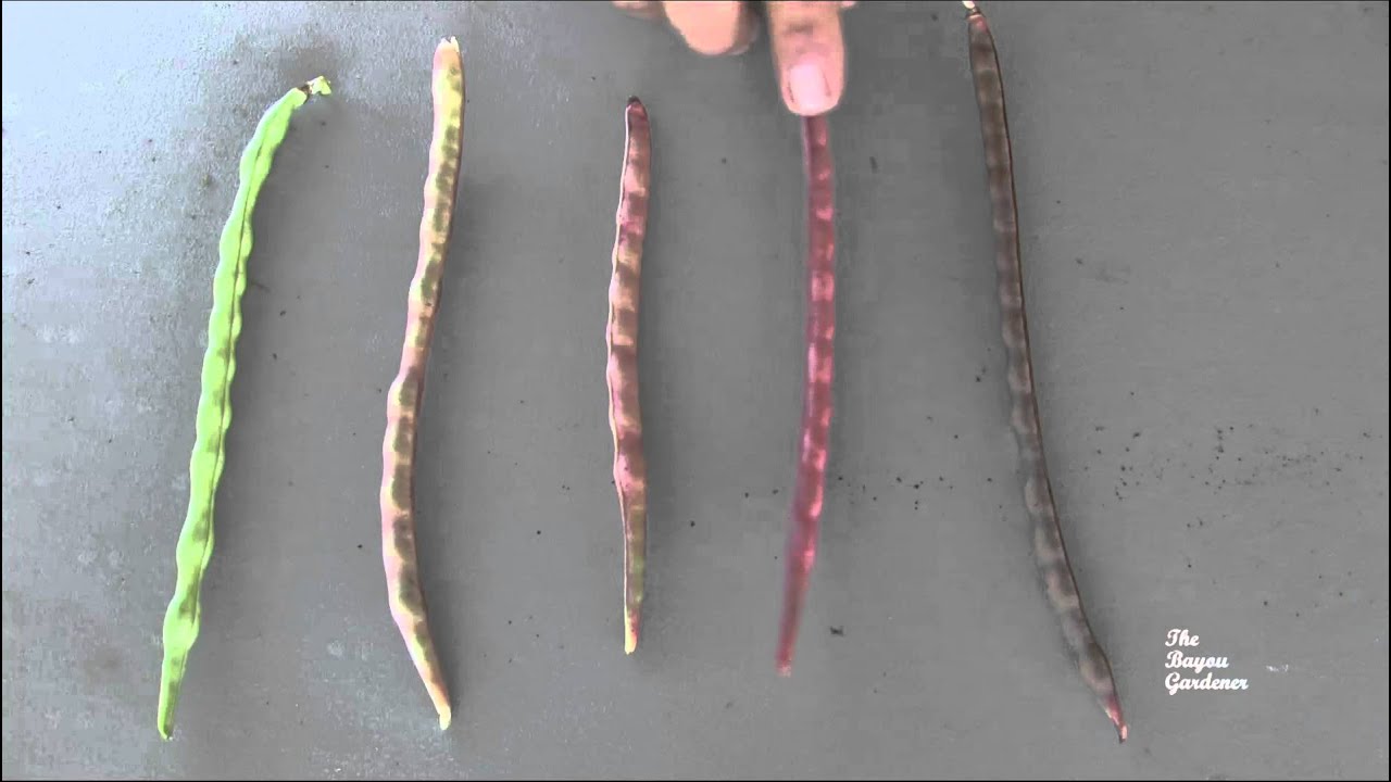 Purple Hull Peas - When to harvest - July 2011