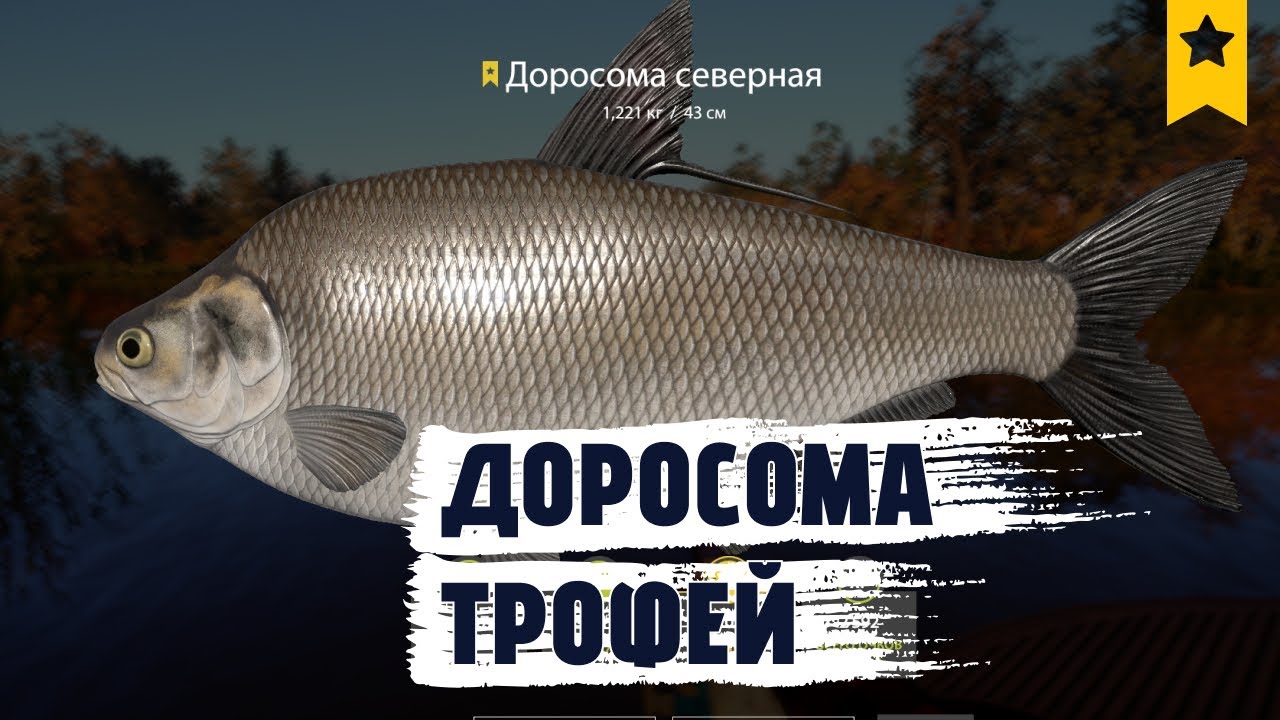 Как поймать трофей Доросомы Северной на Лосином озере за 15 минут. РР4