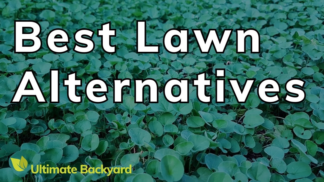 Best Lawn Alternatives for Australian Gardens