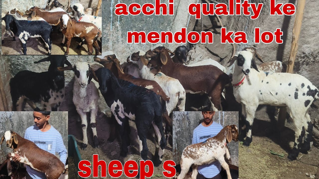 Acchi quality ke macherla ke mendon ka lot hai available in Hyderabad 