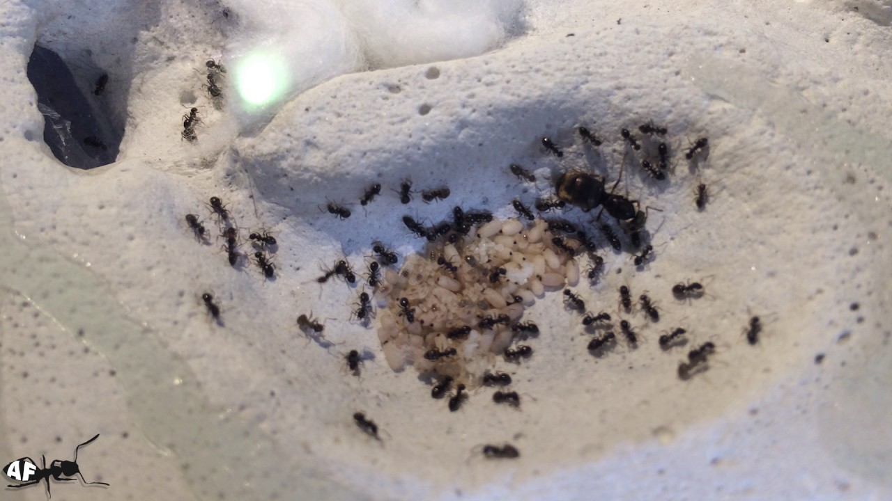 Building a Grout Ant Nest Formicarium - Lasius Niger colony, Extreme close up macro footage HD