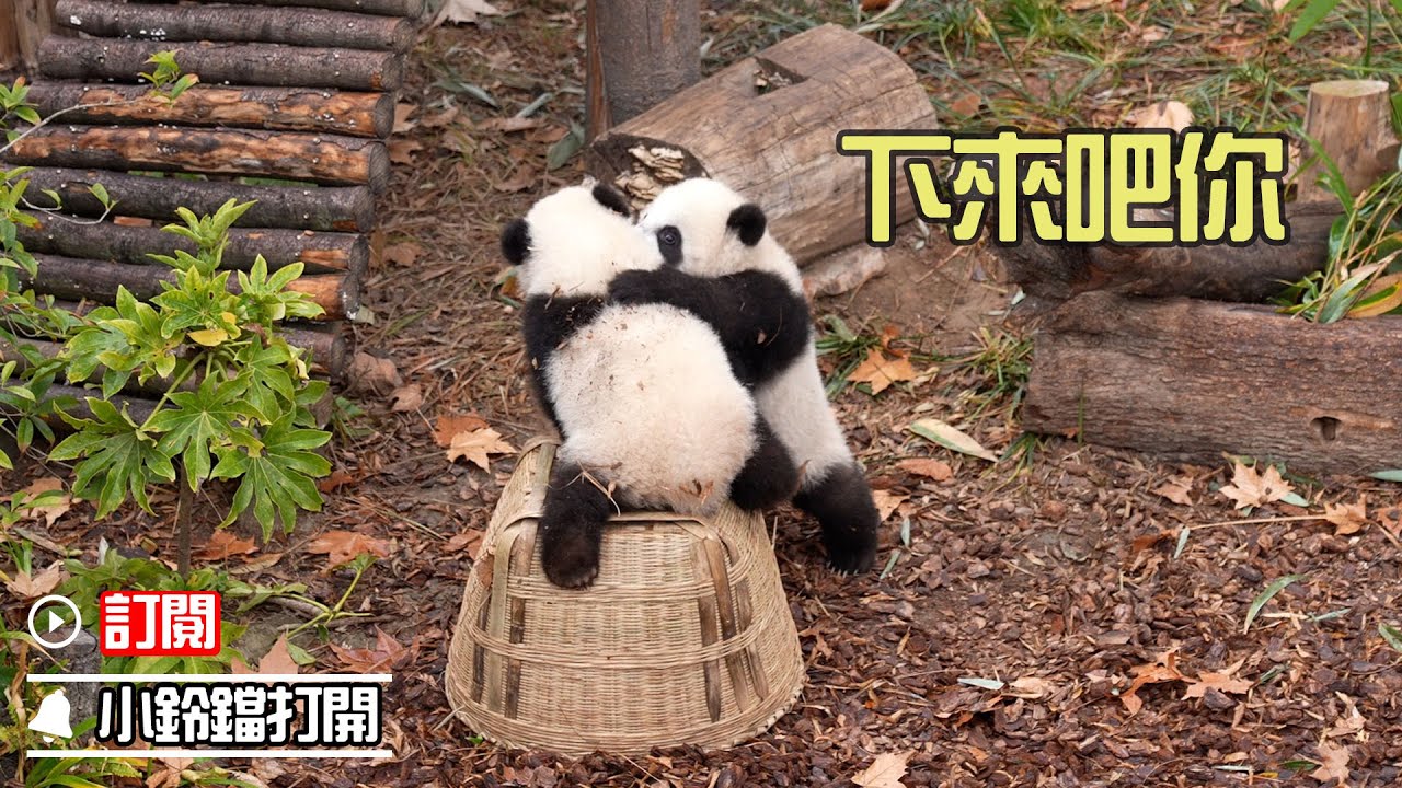 《熊貓早晚安》小熊友，你是一點也不講武德啊 | iPanda熊貓頻道
