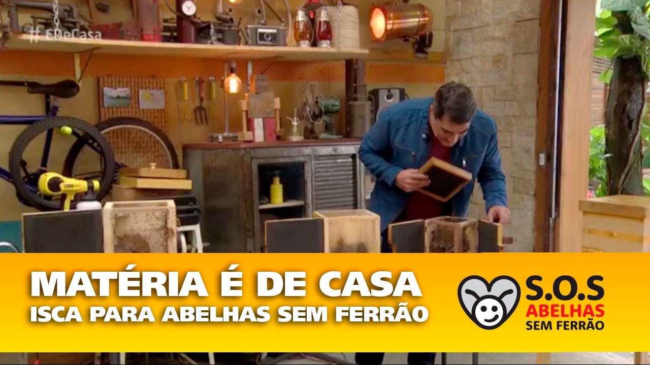 Saiba como criar abelhas sem ferrão e ter mel fresquinho em casa -  SOS Abelhas Sem Ferrão