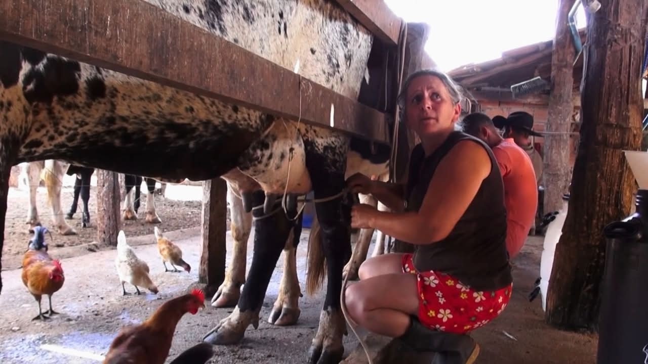 DONA AGNEIDE E A  ROTINA DE UMA VAQUEIRA EM DIA DE VACINAÇAO