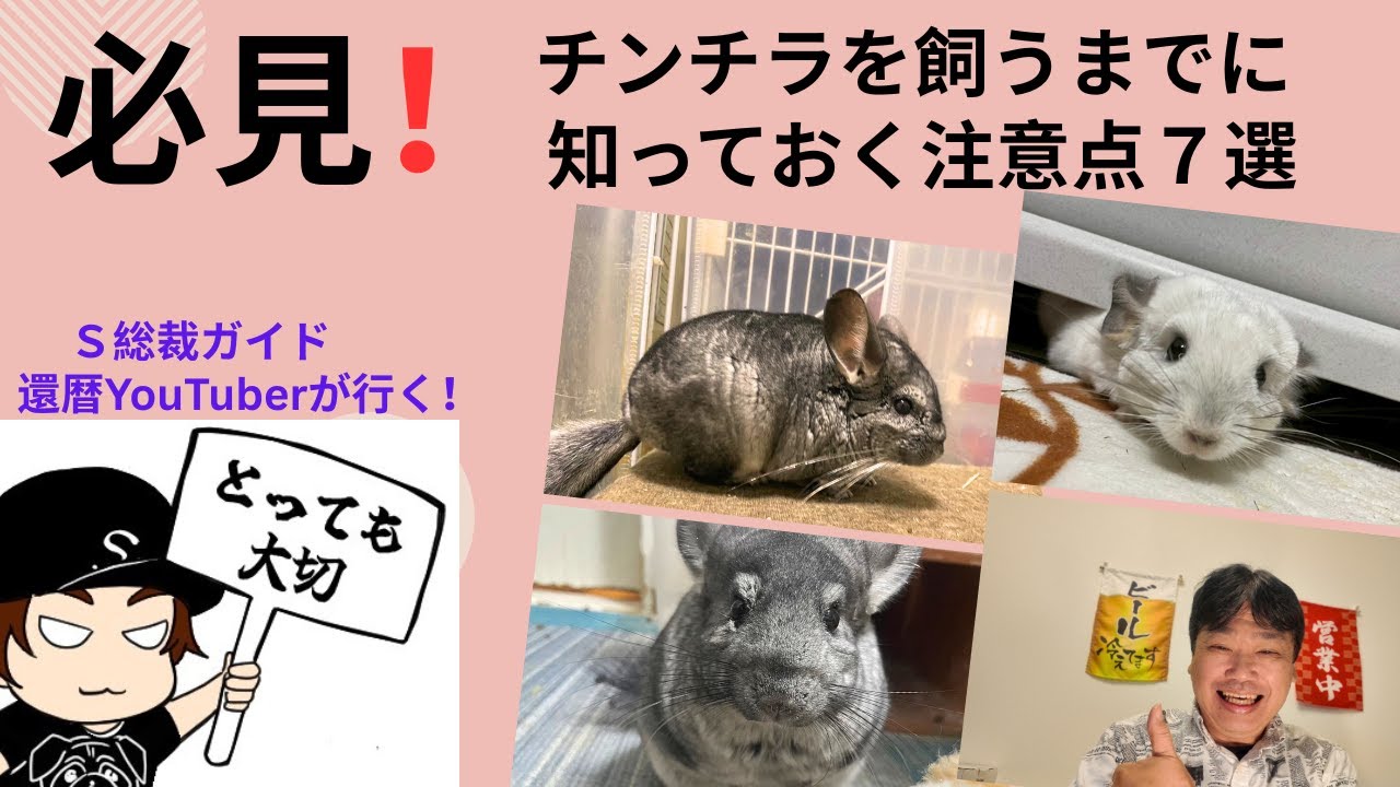 チンチラを飼うまでに！ 知っておく注意点７選！