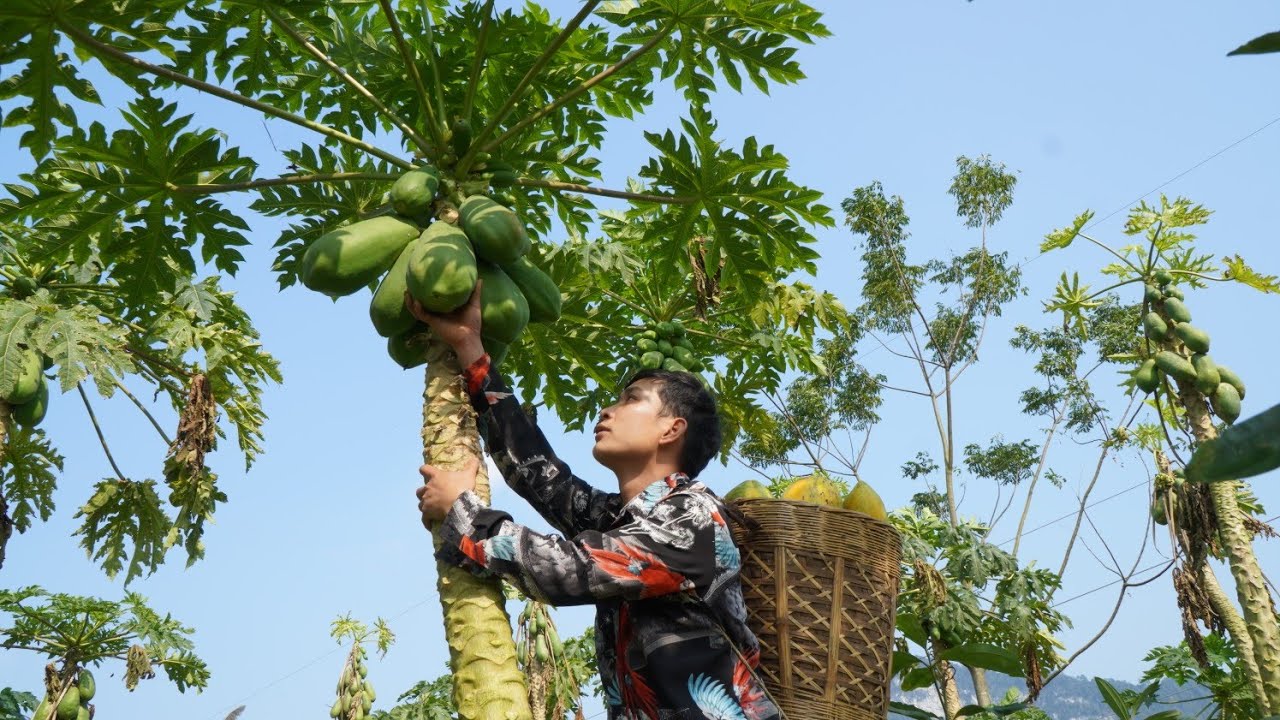 Harvesting papaya to sell at the market - Growing flowers in the home garden | Triệu Văn Tính