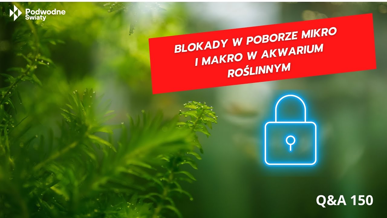Q&A150. Blokady w poborze mikro i makro w akwarium roślinnym