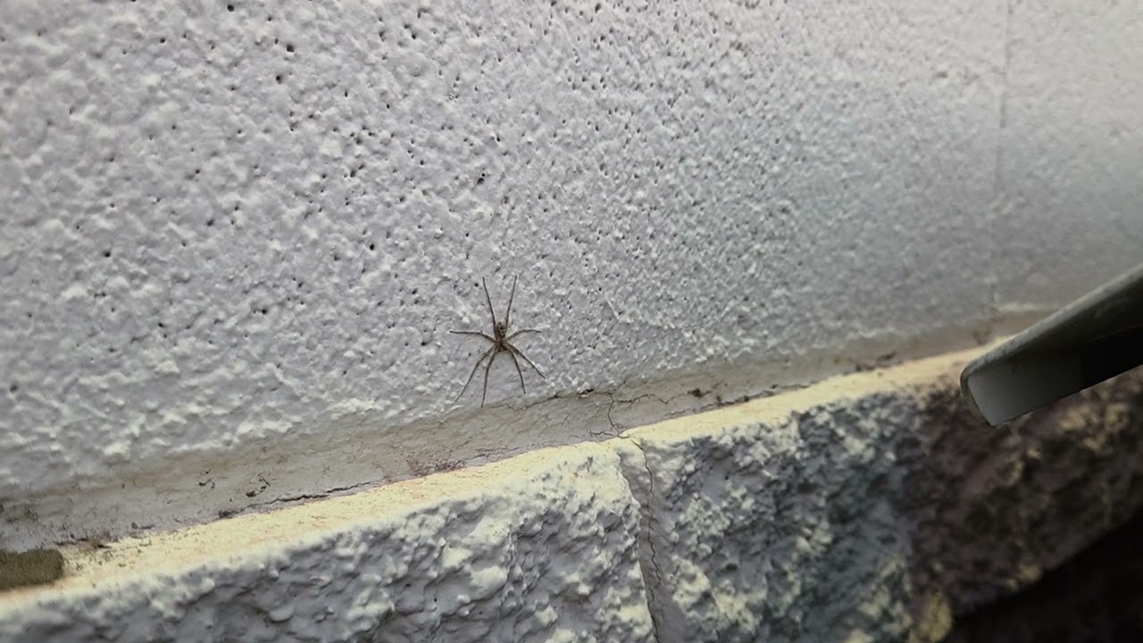 dark brown spider