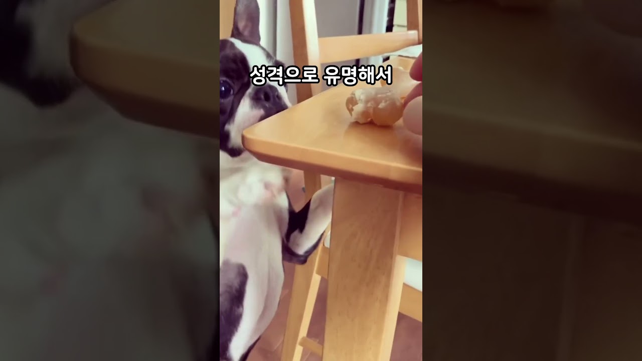 보스턴테리어에 대해 알려줄게! #shorts