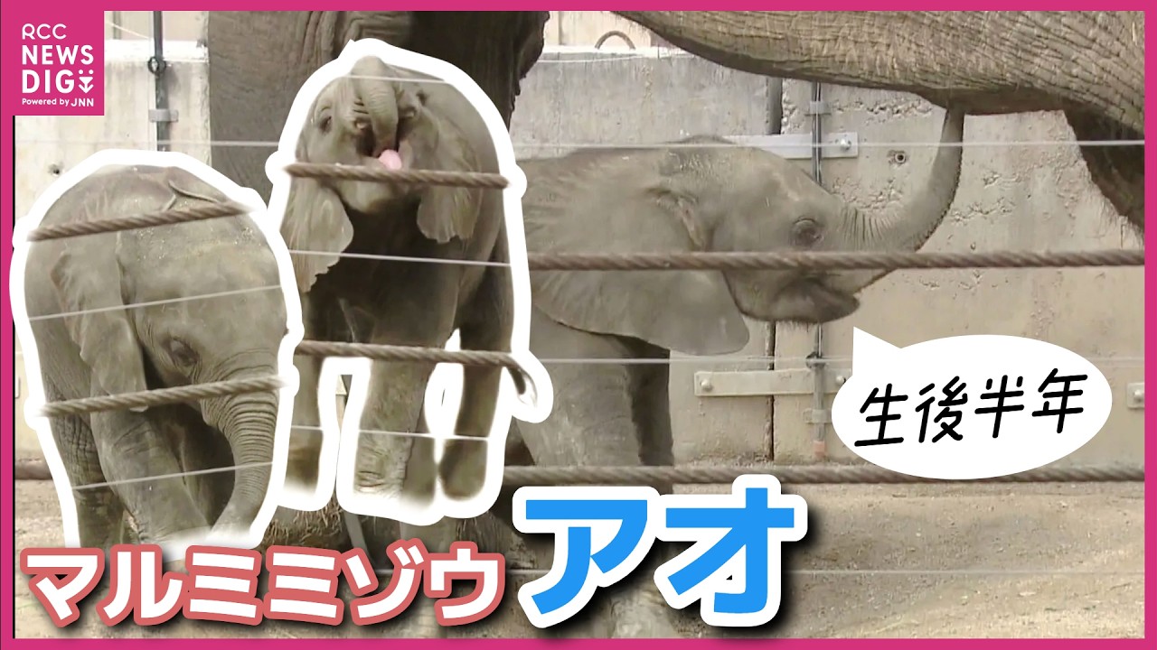 【ほぼノーカット】“鼻先掴み”にまだ苦戦？マルミミゾウのアオ　生後半年すくすく成長中　繁殖成功は国内初　広島・安佐動物公園【ロングバージョン】