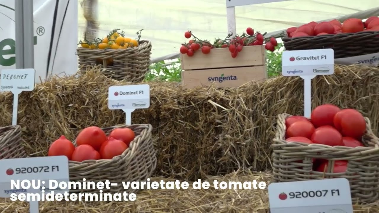 agricultura.video - Ardei și roșii, la Turul inovatiei in legumicultura –  Syngenta – Marcoser