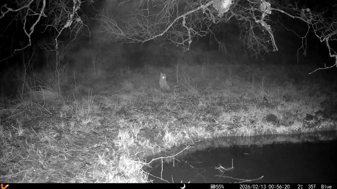 An Otter swims in the pond as a Fox watches on