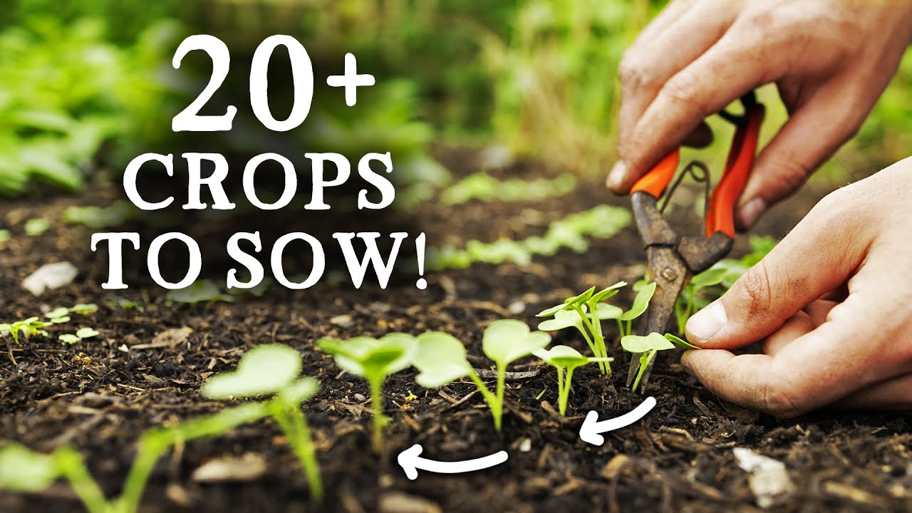 20+ Crops to Sow in July for Self-Sufficiency (in 10 Minutes)