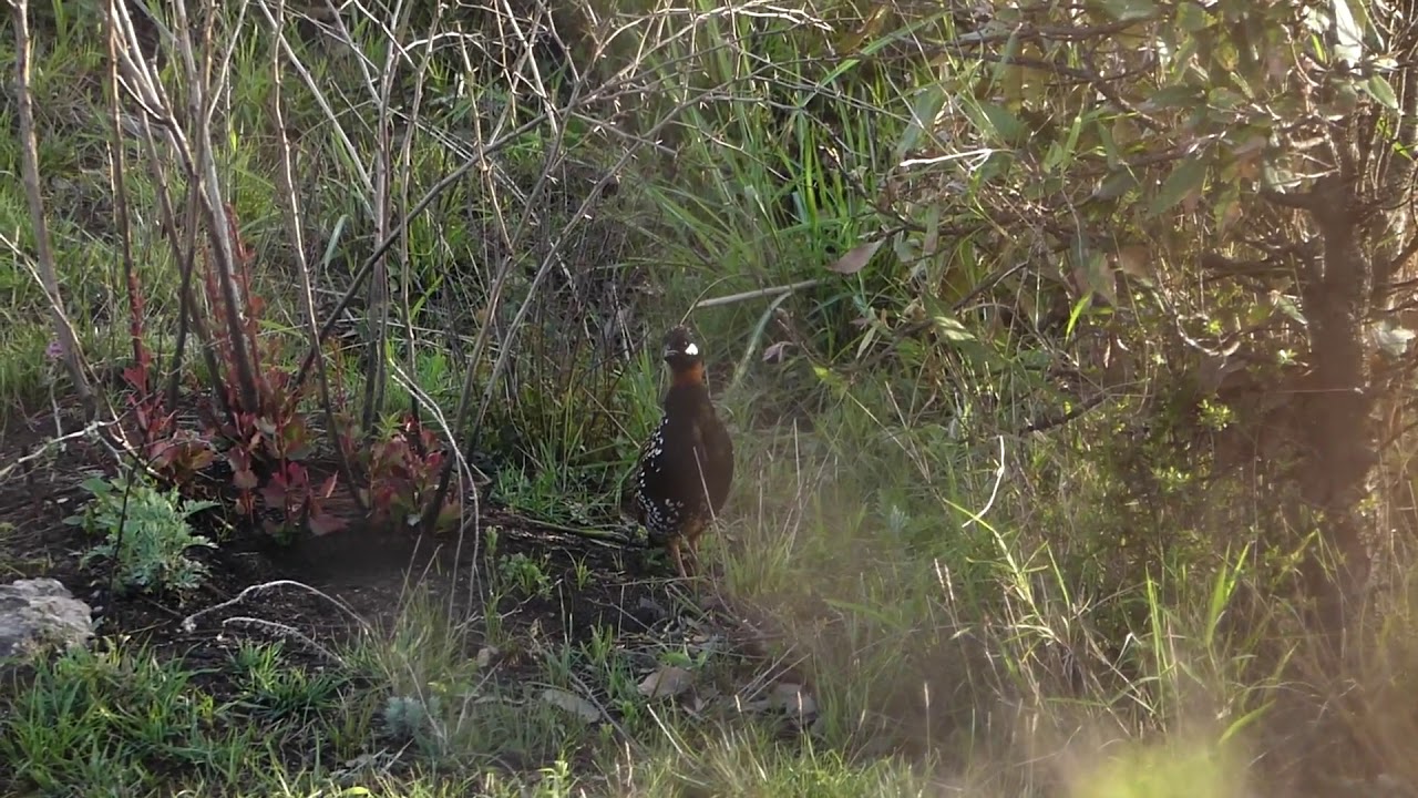 Black partridge