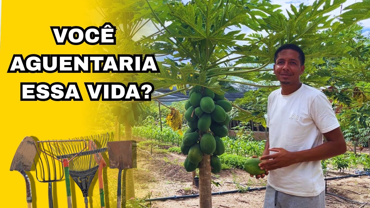 Largar tudo e morar na roça: vale a pena trocar a cidade pela vida no campo?