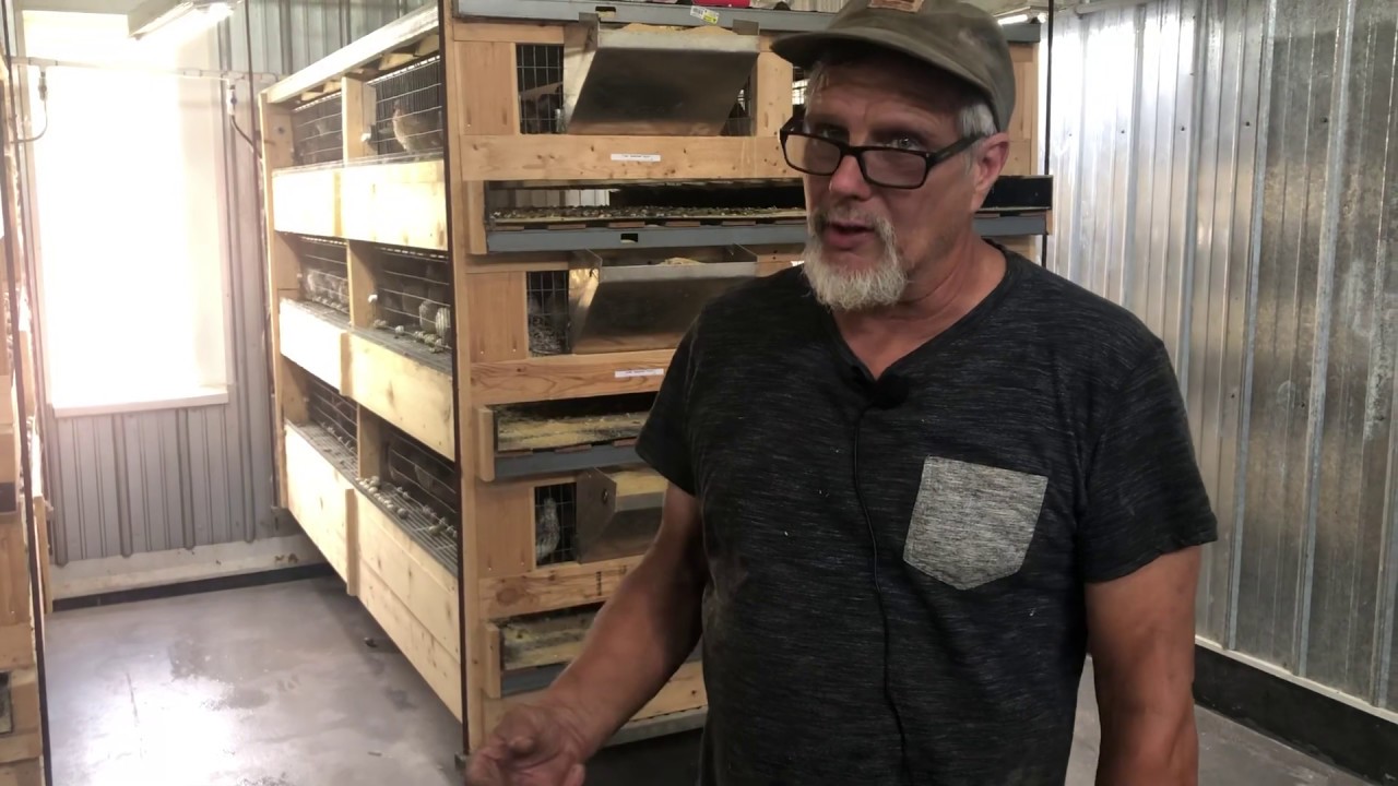 Tour of the main barn. The how and why we built our main barn to house thousands of quail!