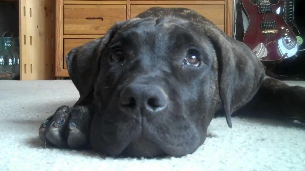 Presa Canario Puppy Dogo Canario