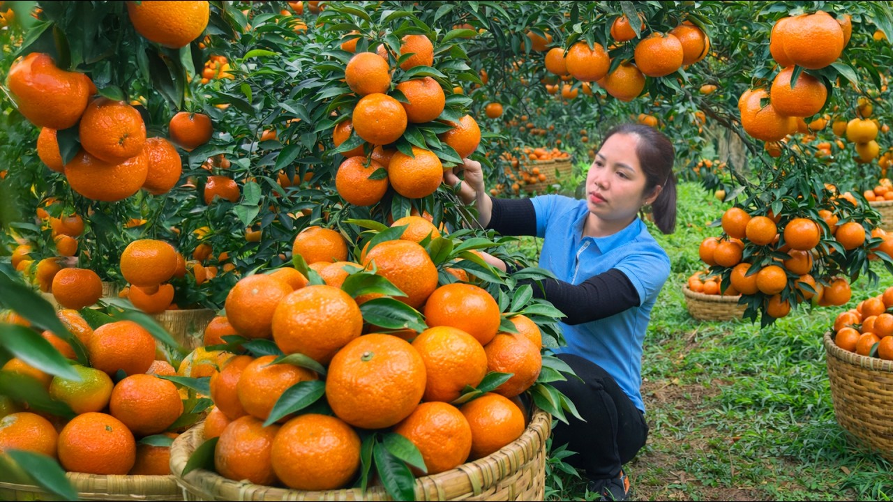 Harvesting 1000 + Kg Sweet and Variant Orange Sugar To Sell At Market | Tieu Ca Free Bushcraft