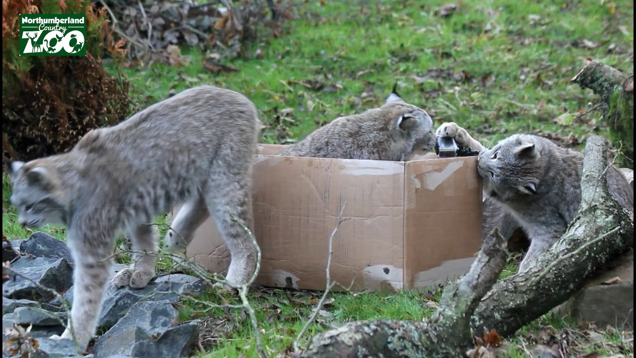 Canadian Lynx and a Cardboard Box Northumberland Zoo
