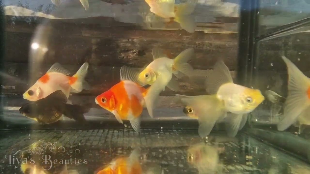 Goldfish Ready For a New Home