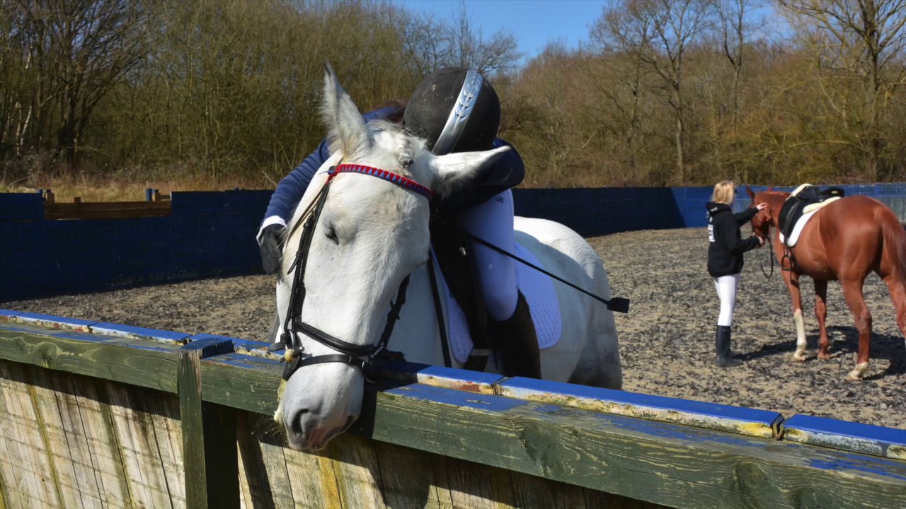 i'll always be with you. || goodbye, my horse of a lifetime.