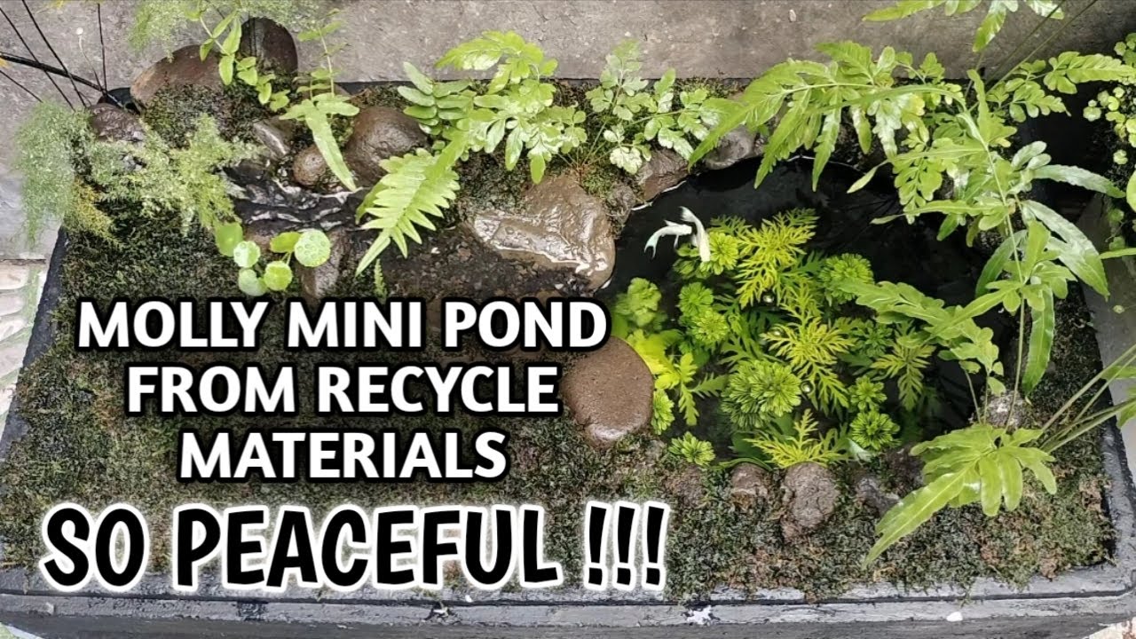 DIY Molly Mini Pond from Recycled Materials | So Peaceful! #minipond #mollyfish #pondfishing