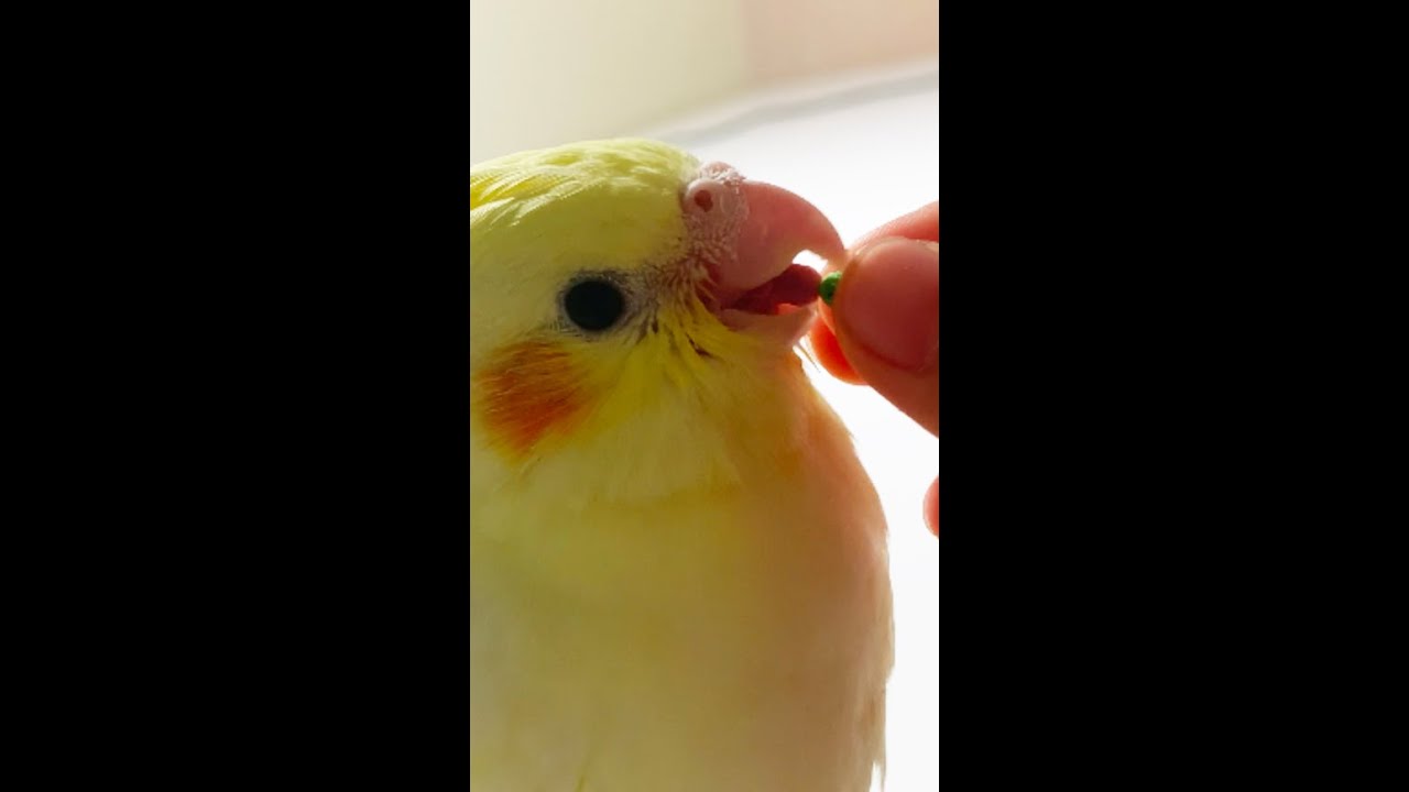 Baby Cockatiel First Time Try Pellets