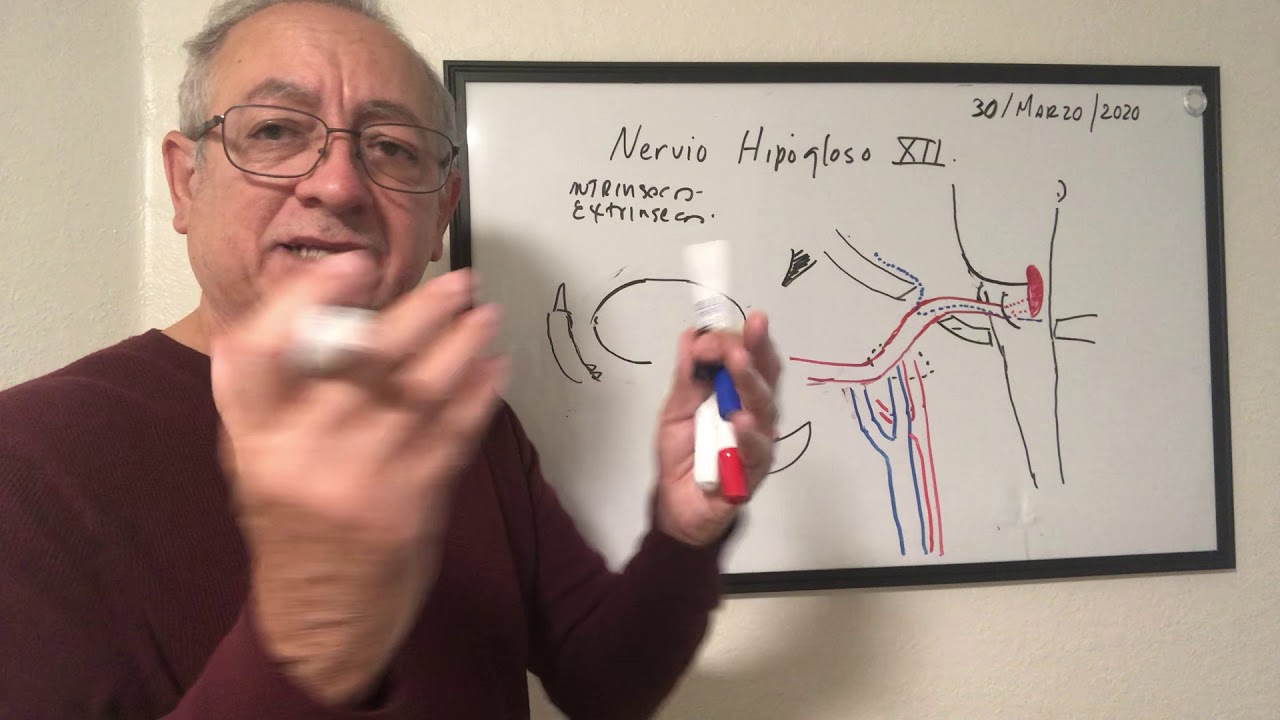 Nervio hipogloso, Xll par. Recuento