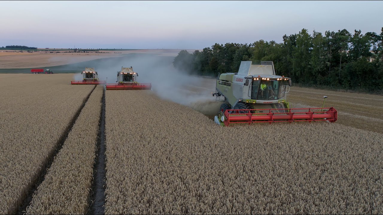 Trois Lexion 740 à la moisson 2020 - Colza / Blé / Pois