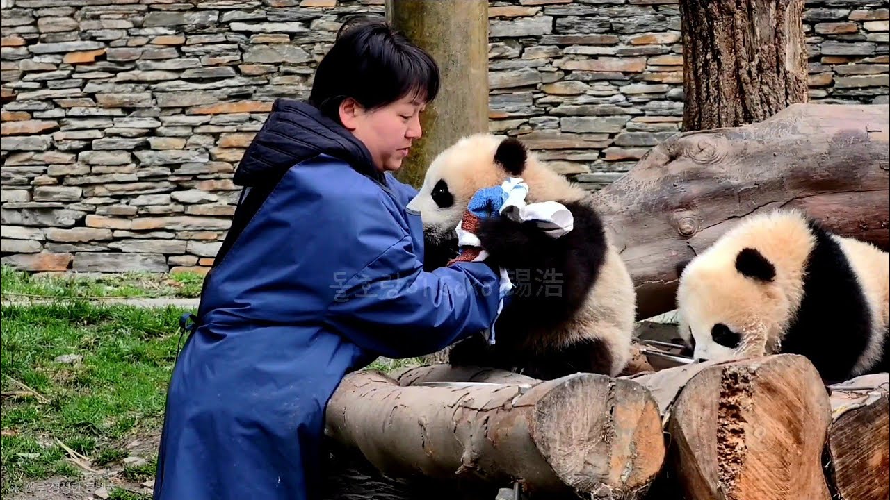 귀여운 둥이들...맘마 먹을 시간이야~❤️ | 선수핑 쟈메이네 Panda Jiamei Famliy