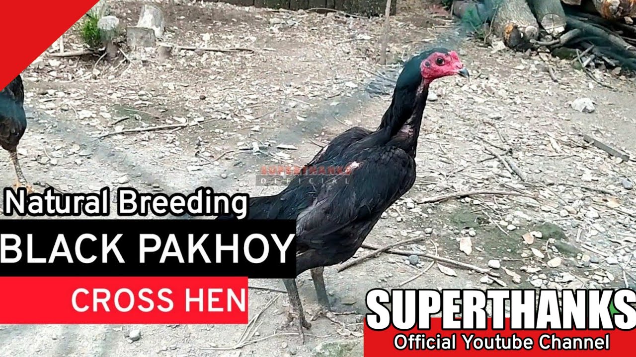 Black pakoy cross hen | cock | Pakoi | burmese | Ga noi | Shamo| Aseel|Brazilian | japan