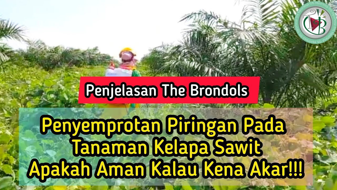 Penjelasan The Brondols: Penyemprotan Gulma Pada Tanaman Kelapa SawitApakah Aman Kalau Kena Akar!!!
