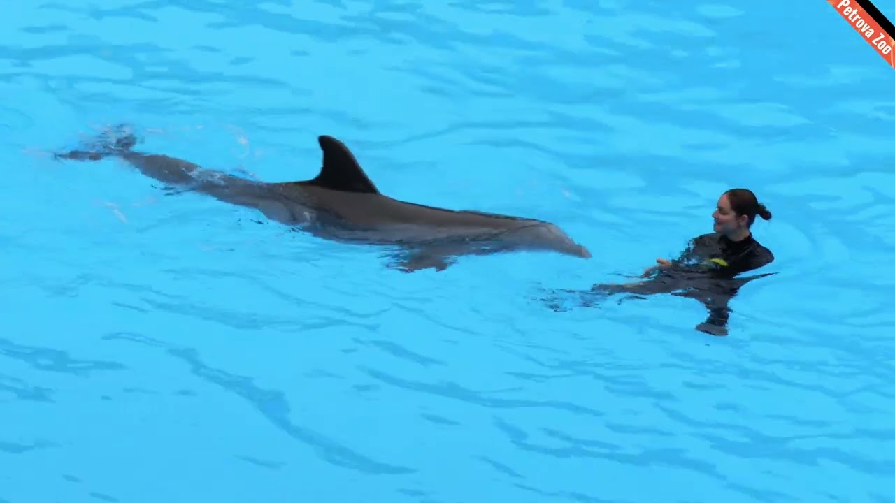 Dolphin show - Loro parque, Tenerife, 2025