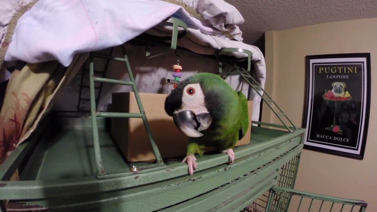 Nielu the Macaw's GoPro Session
