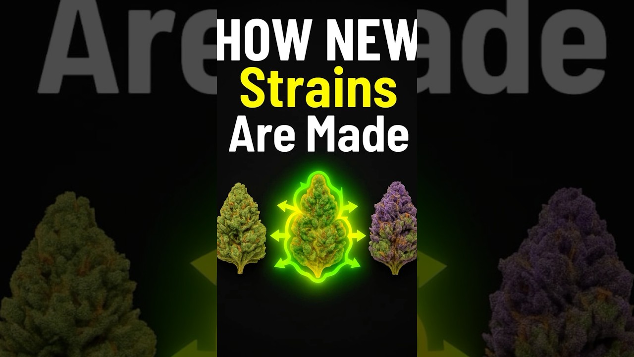 This Is How 2025&rsquo;s Strongest Strains Are Born 🌱